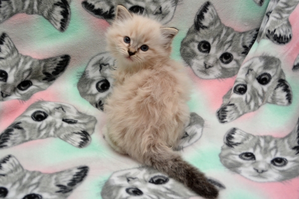 Rosehillrags Mirage kittens 3 weeks old
